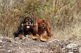 CAVALIER KING CHARLES 069